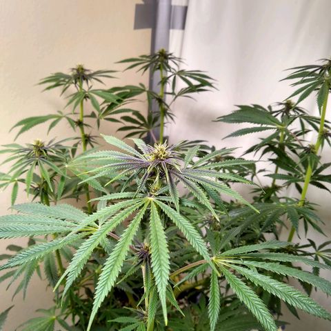 Purple Dream growlog timeline photo