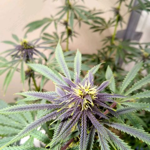 Purple Dream growlog timeline photo