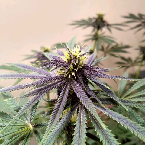 Purple Dream growlog timeline photo
