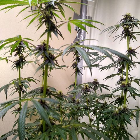 Purple Dream growlog timeline photo