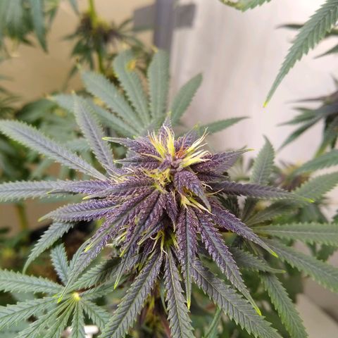 Purple Dream growlog timeline photo
