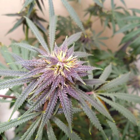 Purple Dream growlog timeline photo