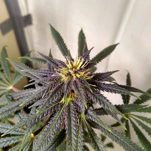Purple Dream growlog timeline photo