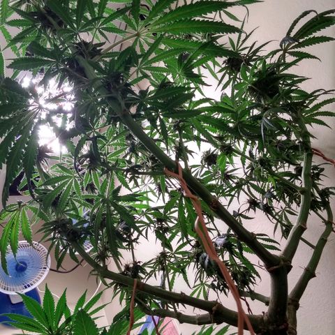Purple Dream growlog timeline photo