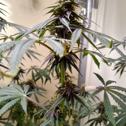 Purple Dream growlog timeline photo