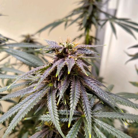 Purple Dream growlog timeline photo