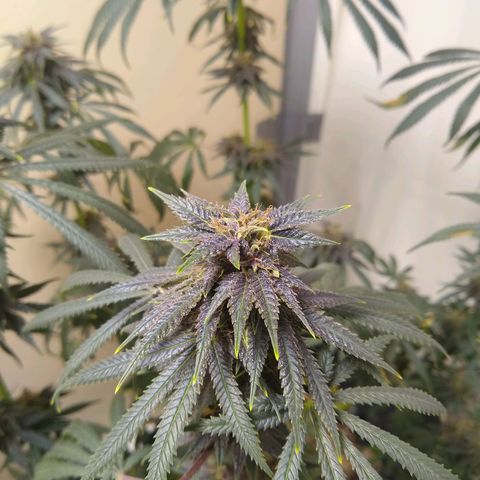 Purple Dream growlog timeline photo