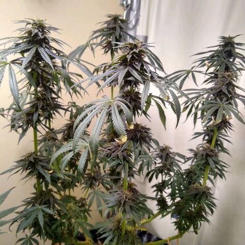 Purple Dream growlog timeline photo