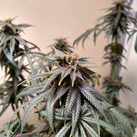 Purple Dream growlog timeline photo