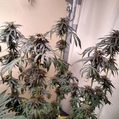 Purple Dream growlog timeline photo