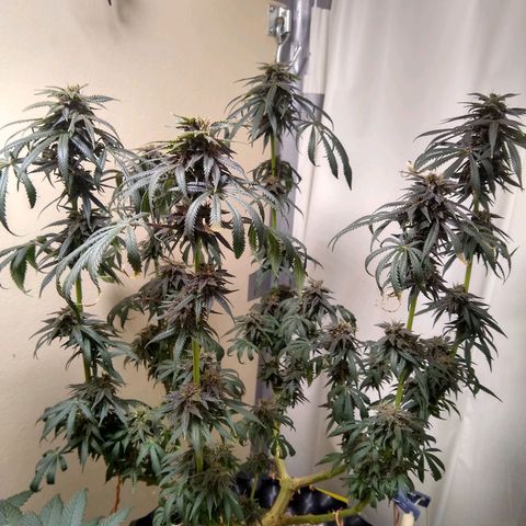 Purple Dream growlog timeline photo