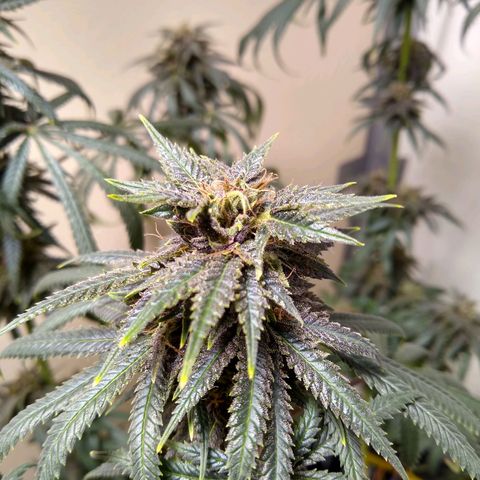 Purple Dream growlog timeline photo