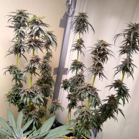 Purple Dream growlog timeline photo