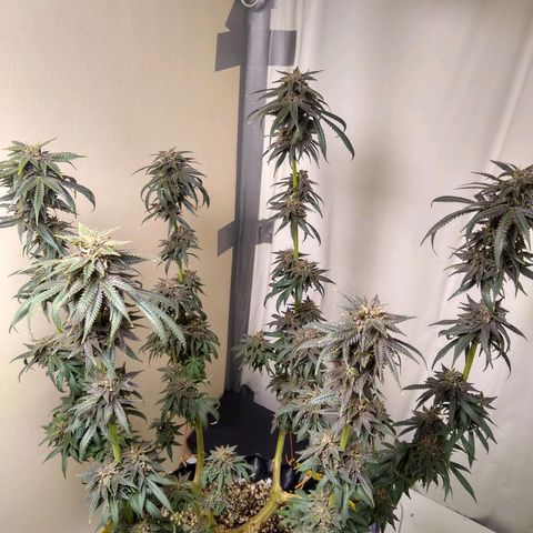 Purple Dream growlog timeline photo