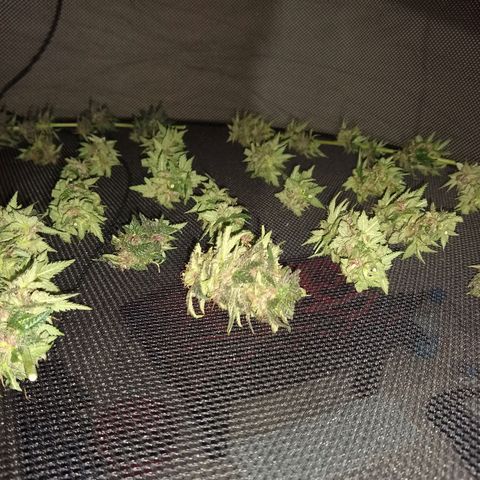 Purple Dream growlog timeline photo