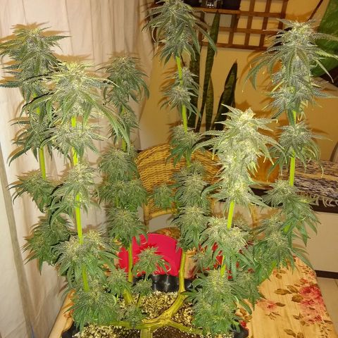 Purple Dream growlog timeline photo