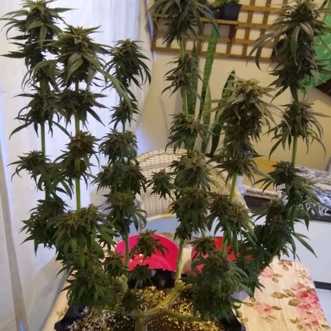 Purple Dream growlog timeline photo