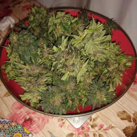 Purple Dream growlog timeline photo
