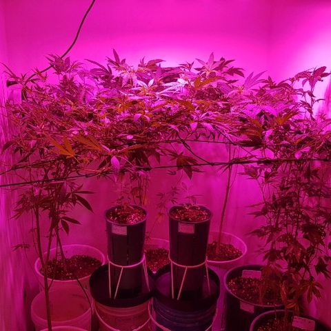 Royal Gorilla growlog photo: Aplicación foliar de silicio