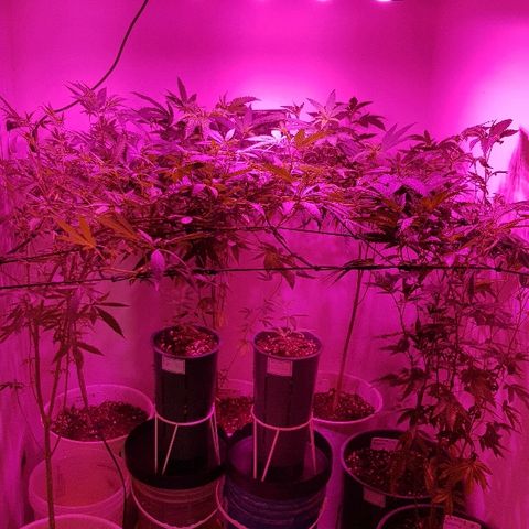 Royal Gorilla growlog photo: Aplicación foliar de silicio