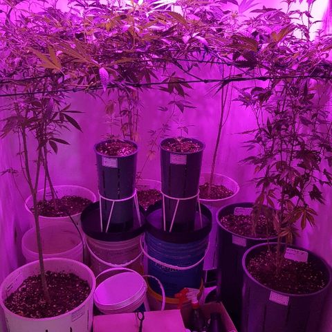 Royal Gorilla growlog photo: Aplicación foliar de silicio