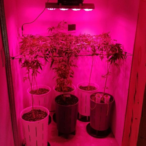 Royal Gorilla growlog photo: Se realiza un entrenamiento de alto estrés  con el fin de salvar la cosecha