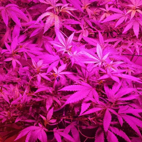 Royal Gorilla growlog photo: Aplicación foliar de silicio