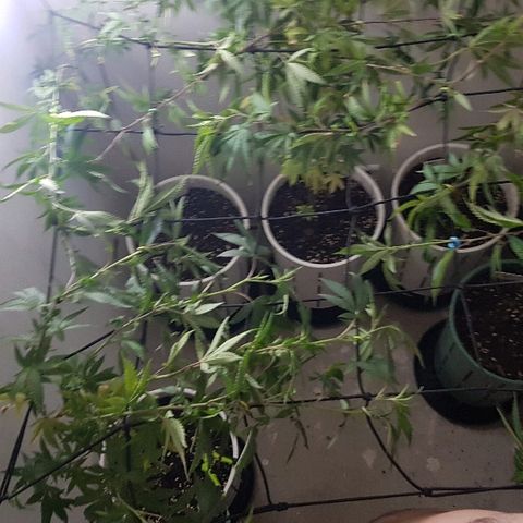Royal Gorilla growlog photo: Se realiza un entrenamiento de alto estrés  con el fin de salvar la cosecha