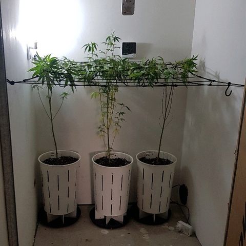 Royal Gorilla growlog photo: Se realiza un entrenamiento de alto estrés  con el fin de salvar la cosecha