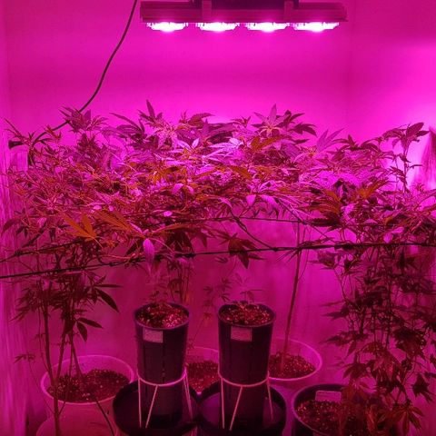 Royal Gorilla growlog photo: Aplicación foliar de silicio