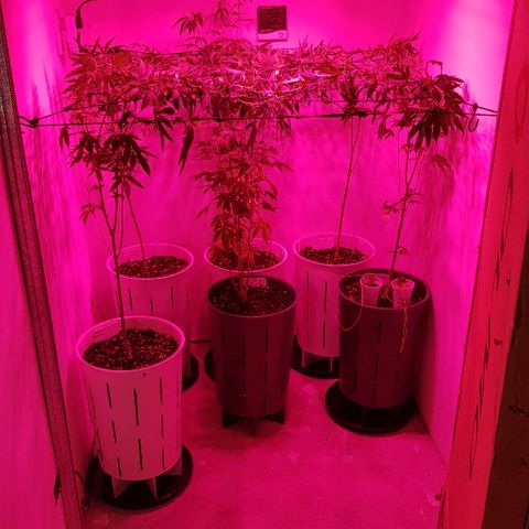 Royal Gorilla growlog photo: Se realiza un entrenamiento de alto estrés  con el fin de salvar la cosecha