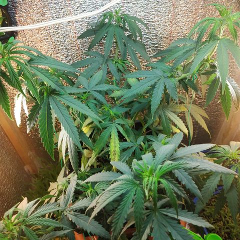 Lemon Kush growlog photo: Видимо словил малый ожог от удобрений. Страшного ничего не должно быть с Ростихой.
Завтра утром проверим состояние.
