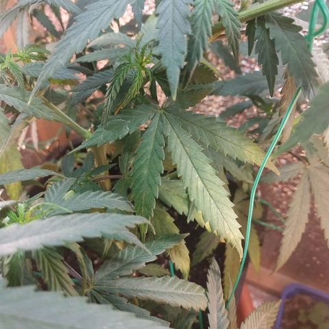 Lemon Kush growlog photo: Жёлтые и коричневые пятна на листве.