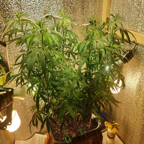 Lemon Kush growlog timeline photo