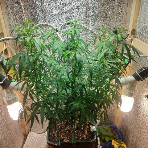 Lemon Kush growlog timeline photo
