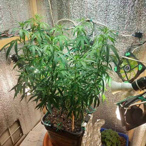 Lemon Kush growlog timeline photo