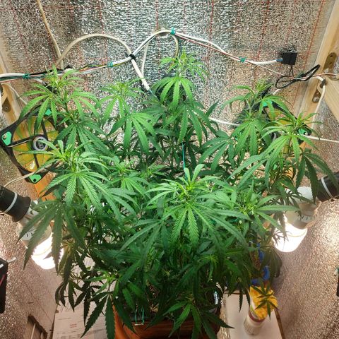 Lemon Kush growlog timeline photo