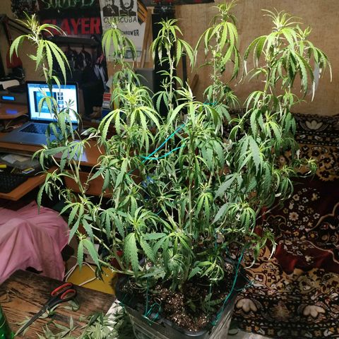 Lemon Kush growlog photo: После Стрижки.