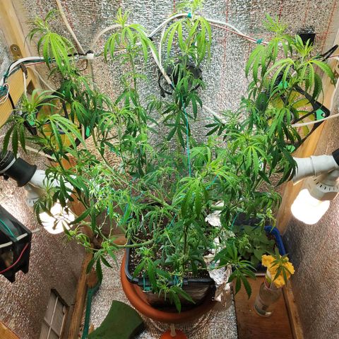 Lemon Kush growlog photo: После Стрижки.