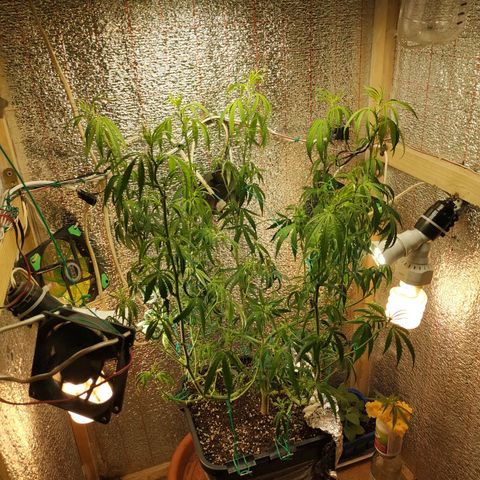 Lemon Kush growlog photo: После Стрижки.
