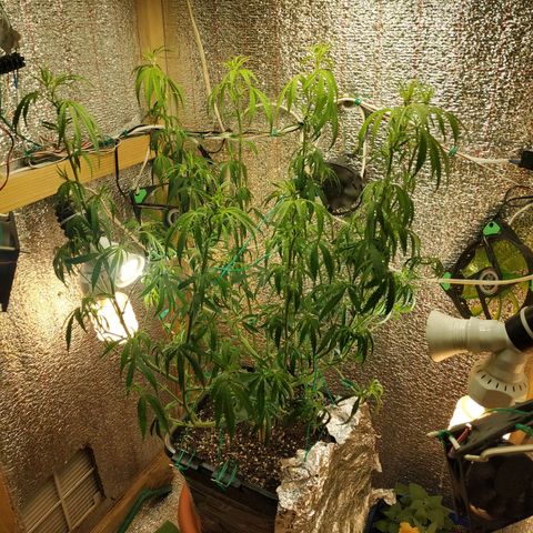 Lemon Kush growlog photo: После Стрижки.