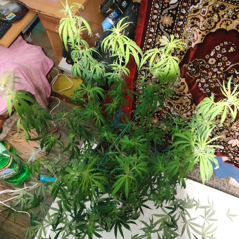 Lemon Kush growlog photo: После Стрижки.