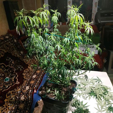 Lemon Kush growlog photo: После Стрижки.