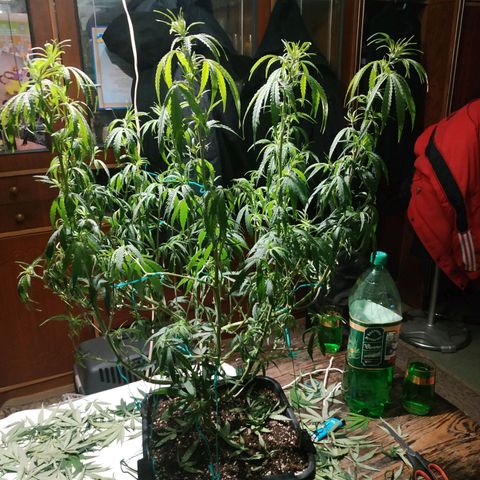 Lemon Kush growlog photo: После Стрижки.
