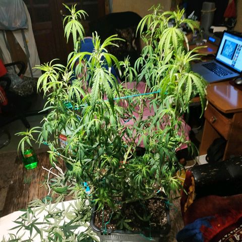 Lemon Kush growlog photo: После Стрижки.
