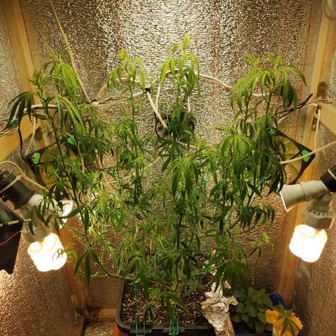 Lemon Kush growlog photo: После Стрижки.