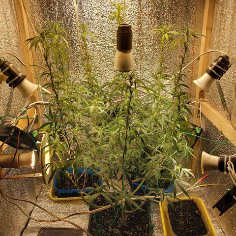 Lemon Kush growlog photo: Фото подстрижки.