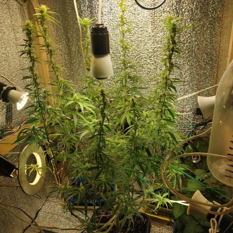 Lemon Kush growlog timeline photo