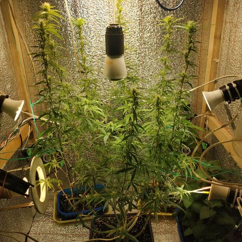 Lemon Kush growlog timeline photo