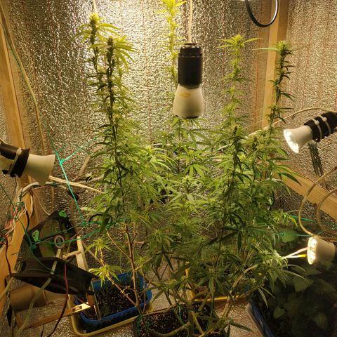 Lemon Kush growlog timeline photo